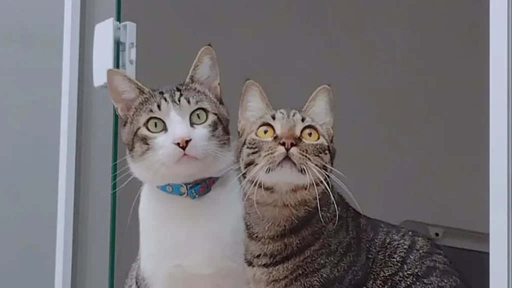 Alberta judge upholds cat-custody ruling: pets are property, not kids Alberta judge upholds cat-custody ruling: pets are property, not kids