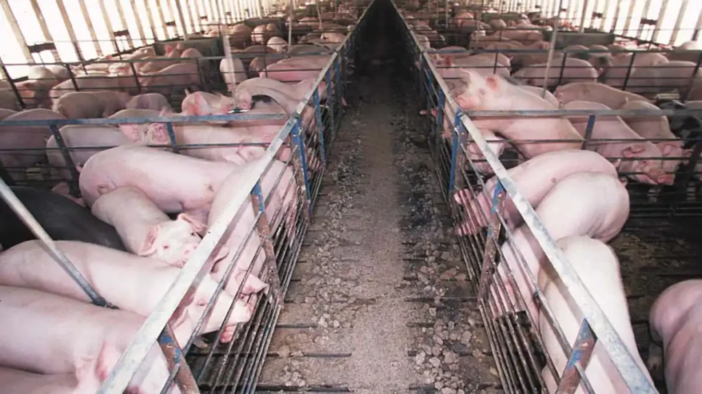 Canada approves gene-edited pigs resistant to PRRS virus for use in food and feed Canada approves gene-edited pigs resistant to PRRS virus for use in food and feed