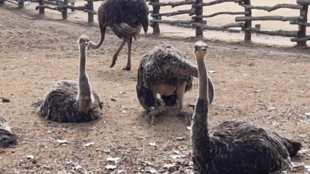 Months after B.C. ostrich cull, why does protest movement persist?