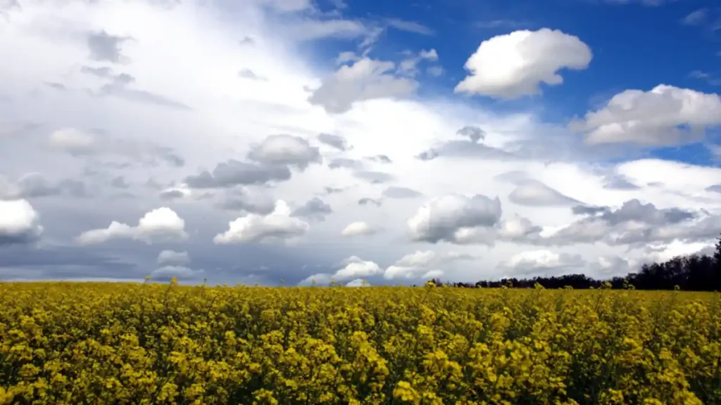 Canada Cuts Chinese EV Tariff in Landmark China Deal as Canola Duties Fall