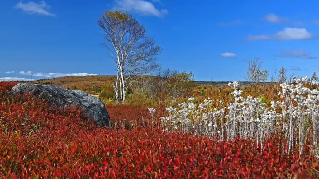 N.S. researchers test drone spraying, but Ottawa’s rules keep most pesticides grounded
