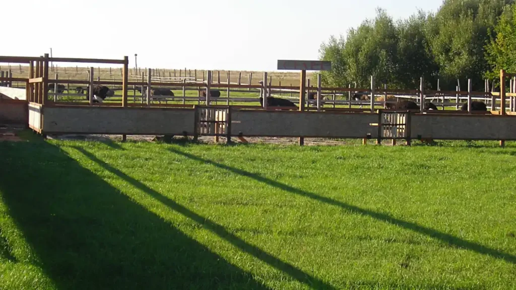 Tribunal upholds K fine for B.C. ostrich farm over failure to report sick birds Tribunal upholds K fine for B.C. ostrich farm over failure to report sick birds