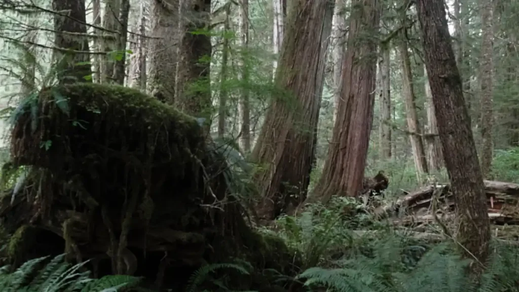 Vancouver Island old-growth protesters deny arson ‘insinuation’ after 0K equipment fire Vancouver Island old-growth protesters deny arson ‘insinuation’ after 0K equipment fire